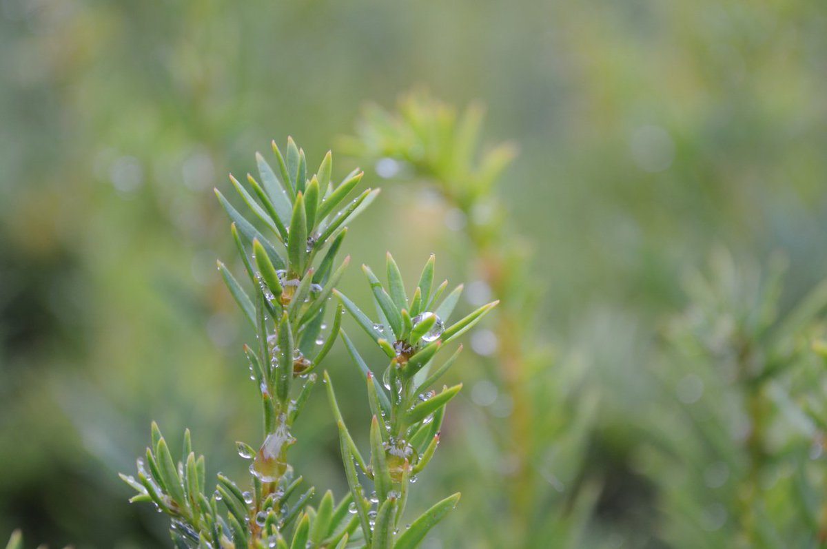 HedgeXpress's tweet photo. Yew trees, also known as #TaxusBaccata, are recognisable by their small, straight pointed needles in dark green. They are native to the UK, and have long been a popular choice for #hedging: https://t.co/qOQw2bsMZx https://t.co/VKmJxNR26g