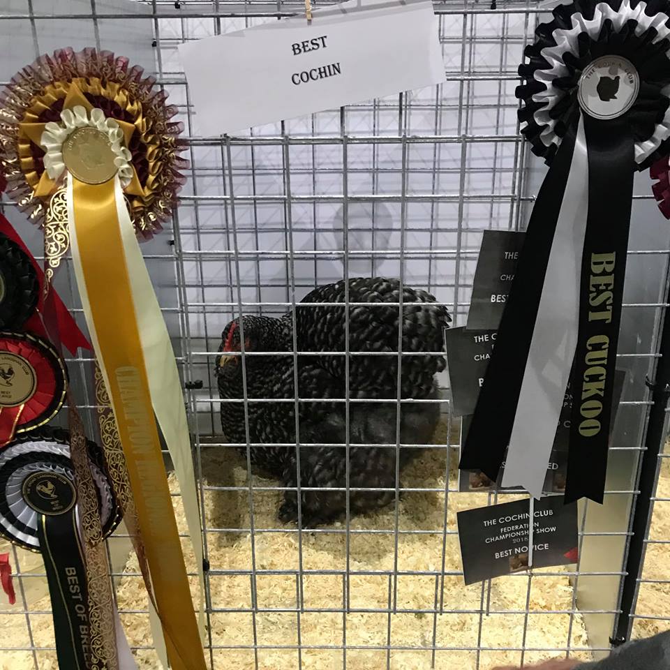 MarriagesFeed's tweet photo. Congratulations to Emma Armstead and her Cochins for winning Best of Breed, Best Cuckoo, Best Partridge and Best Black at the Federation Poultry Show. All Emma's prize winning birds are #FedByMarriages

#Winners #BestofBreed #MarriagesFeed #CochinClub #FederationShow https://t.co/PLHafAbfHT