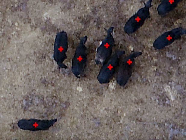 data_farming's tweet photo. First go at identifying and counting cows using GIS machine learning from UAV/drone data. Needs a lot of work yet, but some areas have worked well. 🐮🐮🐮🐮 https://t.co/ileu7HpG36