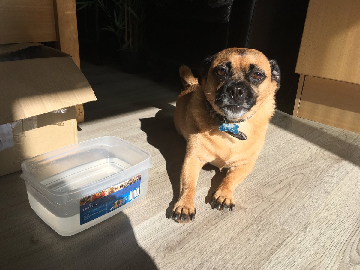 totalprojectman's tweet photo. @ThorsPaws Love your pic! Here's a pic of our office dog Bruce 🐶🐕 #officedog #dogfriendly #walkies #doglover https://t.co/ADgoDeOl9u