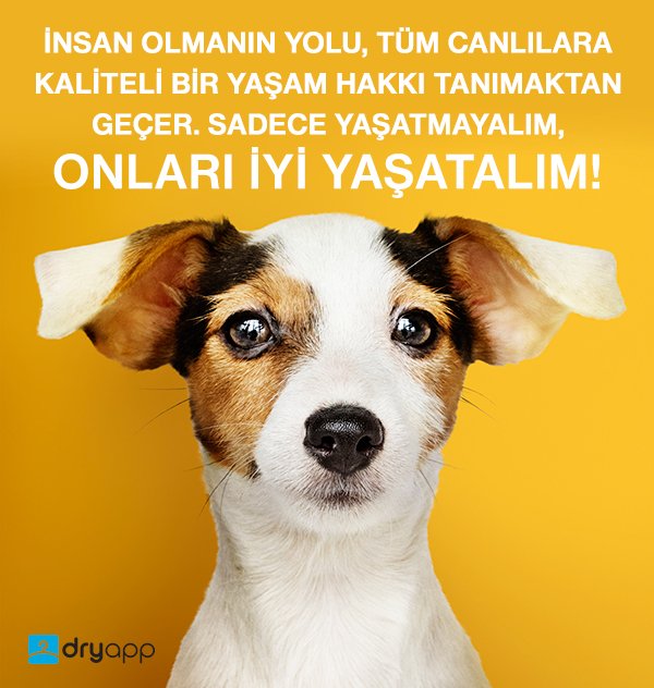 Hayvanlara eziyeti kınıyoruz!  #HayvanaSiddetSuctur