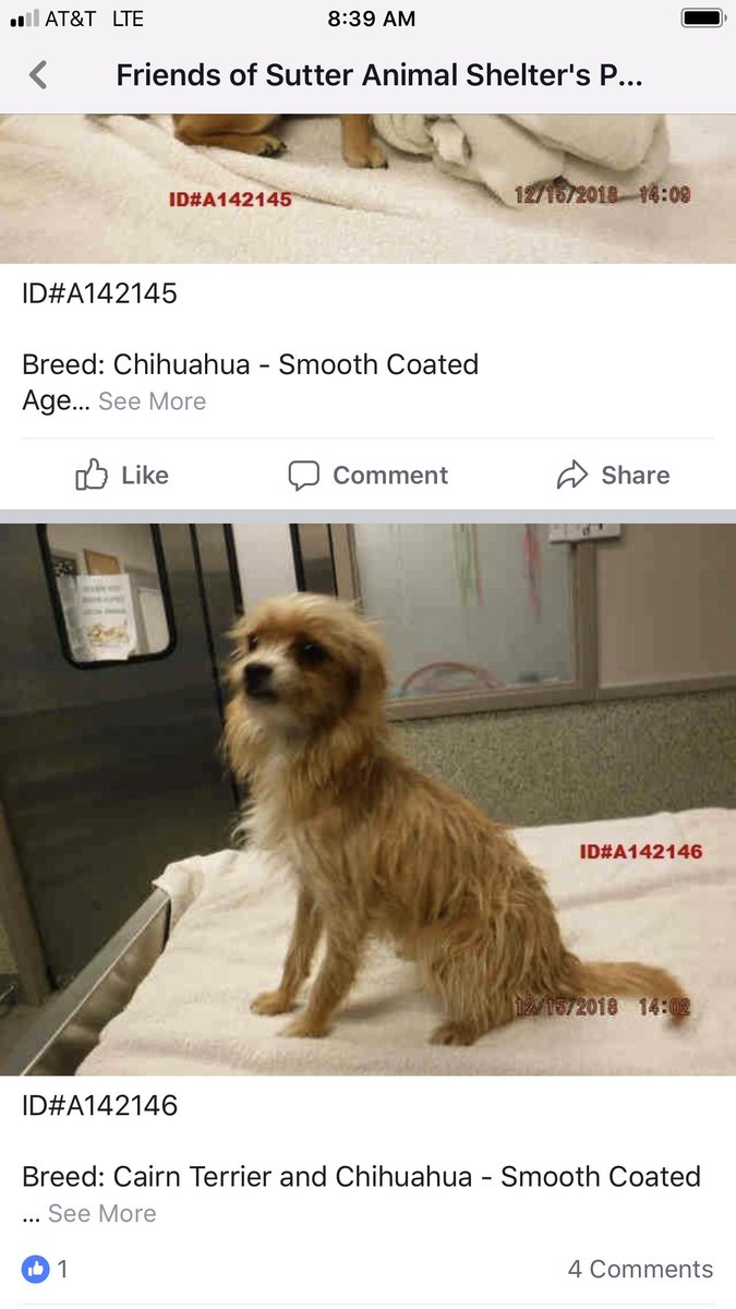 Sugar Bouche On Twitter At The Sutter Animal Shelter We Have Id
