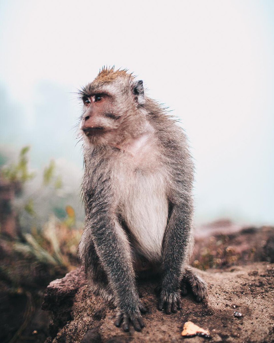 antility's tweet photo. 🐒 #antility https://t.co/0Y5h7e9vwl