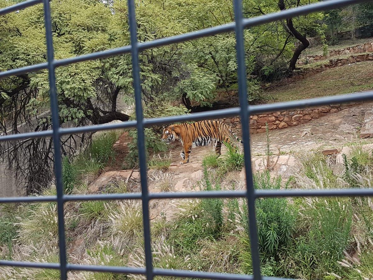 Tourism_gov_za's tweet photo. #holidayseason Instead of the distant travels during the festive season, South Africans can visit the @Natzoo for a quality family time with a beautiful backdrop and scenery, doing tourism responsibly.    @Natzoo #WeDoTourism #TravelTuesday #Happyholidays https://t.co/3tnLygthbr
