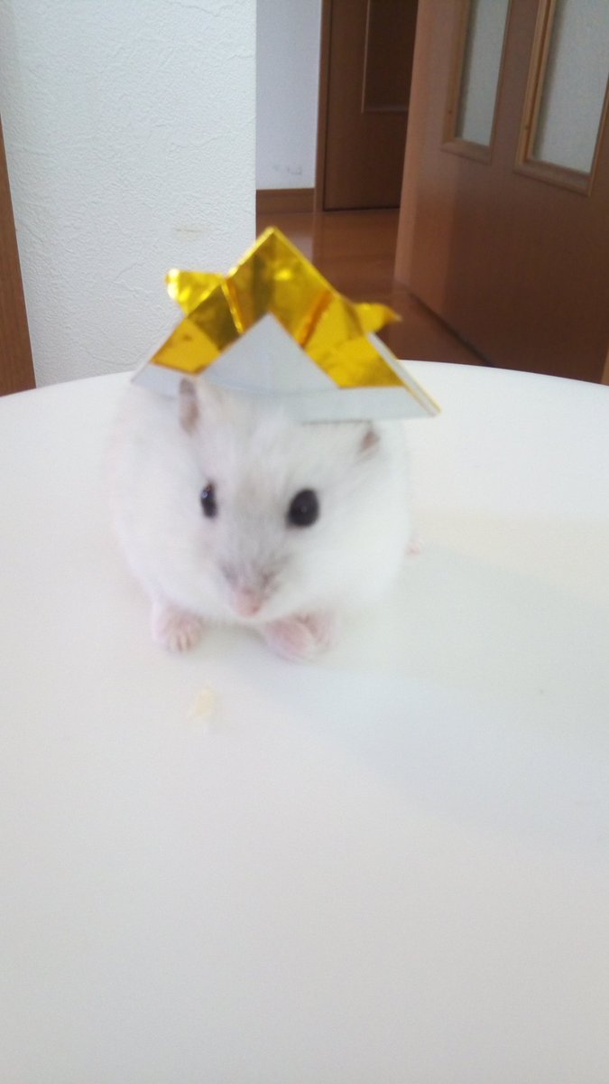 CafedeMOCHA2's tweet photo. 我が家のケーキくん♡
かぶとをかぶってみました。

ハムちゃんのお���手って…何でこんなに可愛いのでしょう♡♡

♯ハムスター大好き https://t.co/6TXUsAAHYK