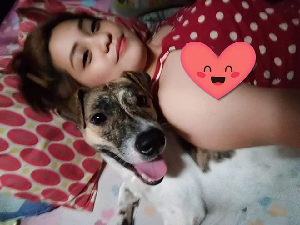 Lanie1289's tweet photo. Yung magpapahinga ka nalang pero may makulit na doggie na sisiksik sayo ☺️😁
#myloveBridgette
#jackRussell https://t.co/dC8PX50je1