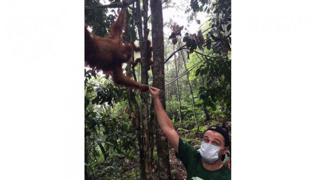 orangulandtrust's tweet photo. Banda Aceh Deputy Mayor Calls for Leuser Ecosystem Preservation - https://t.co/z3TOJ8zkrh https://t.co/uoRoCQ4aq1
#orangutans #tigers #rhinos #elephants #SaveLeuser
@LeoDiCaprio https://t.co/hbJwEcCH0N