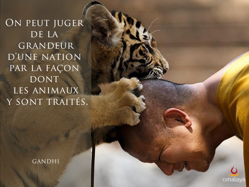 Twitter 上的 Marc Liemann Citation Citations Mardi Goodtuesday Tuesday Penseedujour Pensee Pensees Animal Antispecisme Causeanimale Respect Planetevivante Vegan Vegetalien Ecosysteme Education Emotion Emotions Avenir Govegan