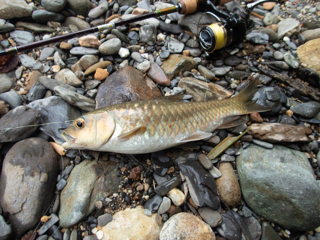 Nabejizo 今回は釣り遠征 今年もマシールに会えました タイの釣り マシール タイの渓流 渓流釣り ルアー釣り