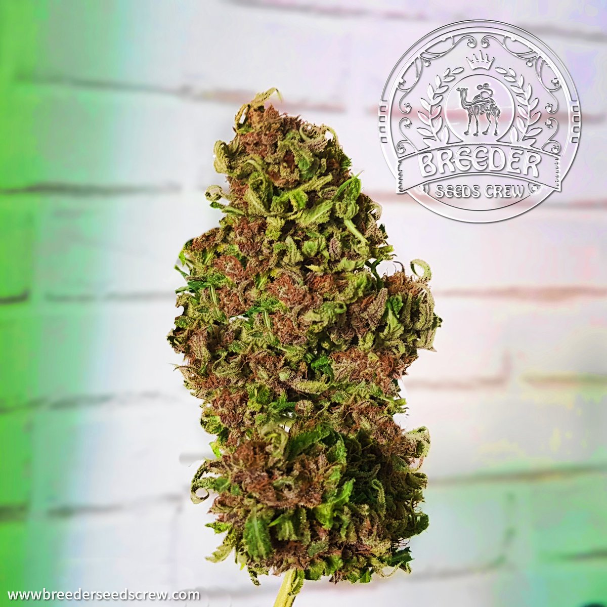 Breeder Seeds Crew tweet media