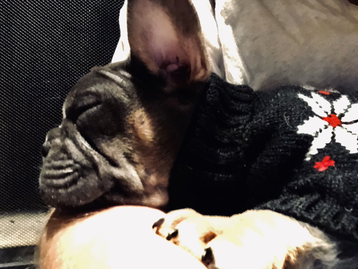 mojojoint's tweet photo. I just put a sweater on a dog, I don’t even know who I am right now #Frenchie #myheart #MerryChristmas https://t.co/pxxr25Pycj