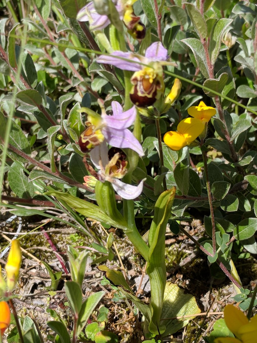 We know it's December, but let's go back to sunny June, when ENDURE partners took part in the LIFE+Flanders conference in Dunkirk. The report is out now and it features ENDURE and @BonteDries page 28. #duneresilience #endure #lifeflandres <a href="/Interreg2Seas/">Interreg 2 Seas</a> bit.ly/2QHkz7x