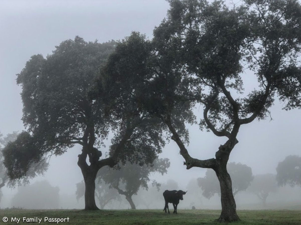 Un fantástico plan en familia y un genial rincón por descubrir: la Reserva de la Biosfera de Monfragüe ow.ly/AXtP30n1raX <a href="/Turismo_DipCC/">Turismo Provincia Cáceres</a> #Monfraguewithkids