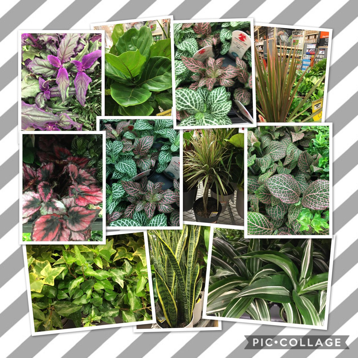 7Karthur's tweet photo. 🎅 Santa’s elf has been working at Kingston Pike #HD730 Thank you Erica @MetrolinaGHS
🌴Tropical Extravaganza 🌴
#Knoxville @jaybisping @Jaydeckard @CostaFarms @RyanDon77463401 https://t.co/qR0TFQXYvN