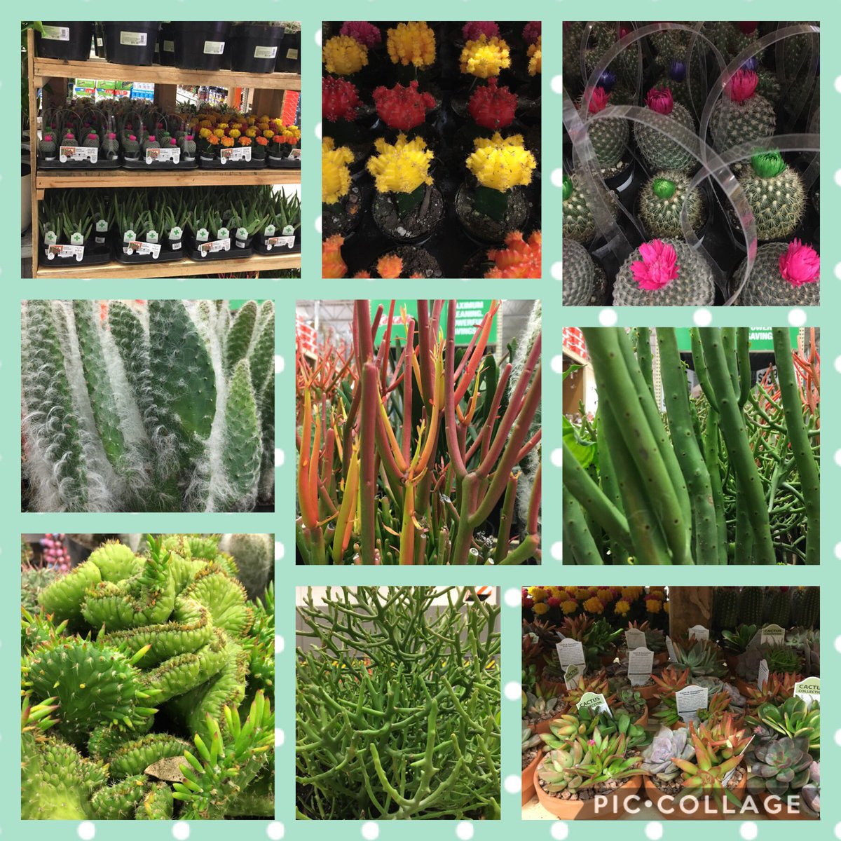 7Karthur's tweet photo. 🎅 Santa’s elf has been working at Kingston Pike #HD730 Thank you Erica @MetrolinaGHS
🌴Tropical Extravaganza 🌴
#Knoxville @jaybisping @Jaydeckard @CostaFarms @RyanDon77463401 https://t.co/qR0TFQXYvN