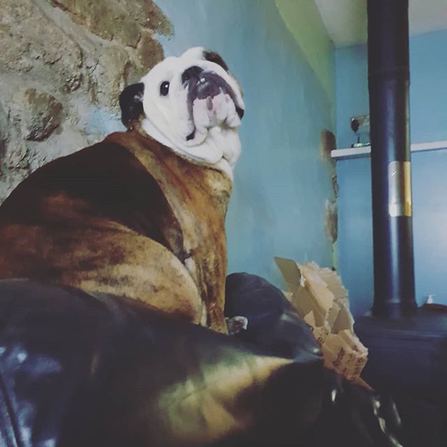Yogadogs1's tweet photo. What is it about sitting on the back of the sofa !! https://t.co/tMHPpuj8Op https://t.co/DDmcnDXx5I