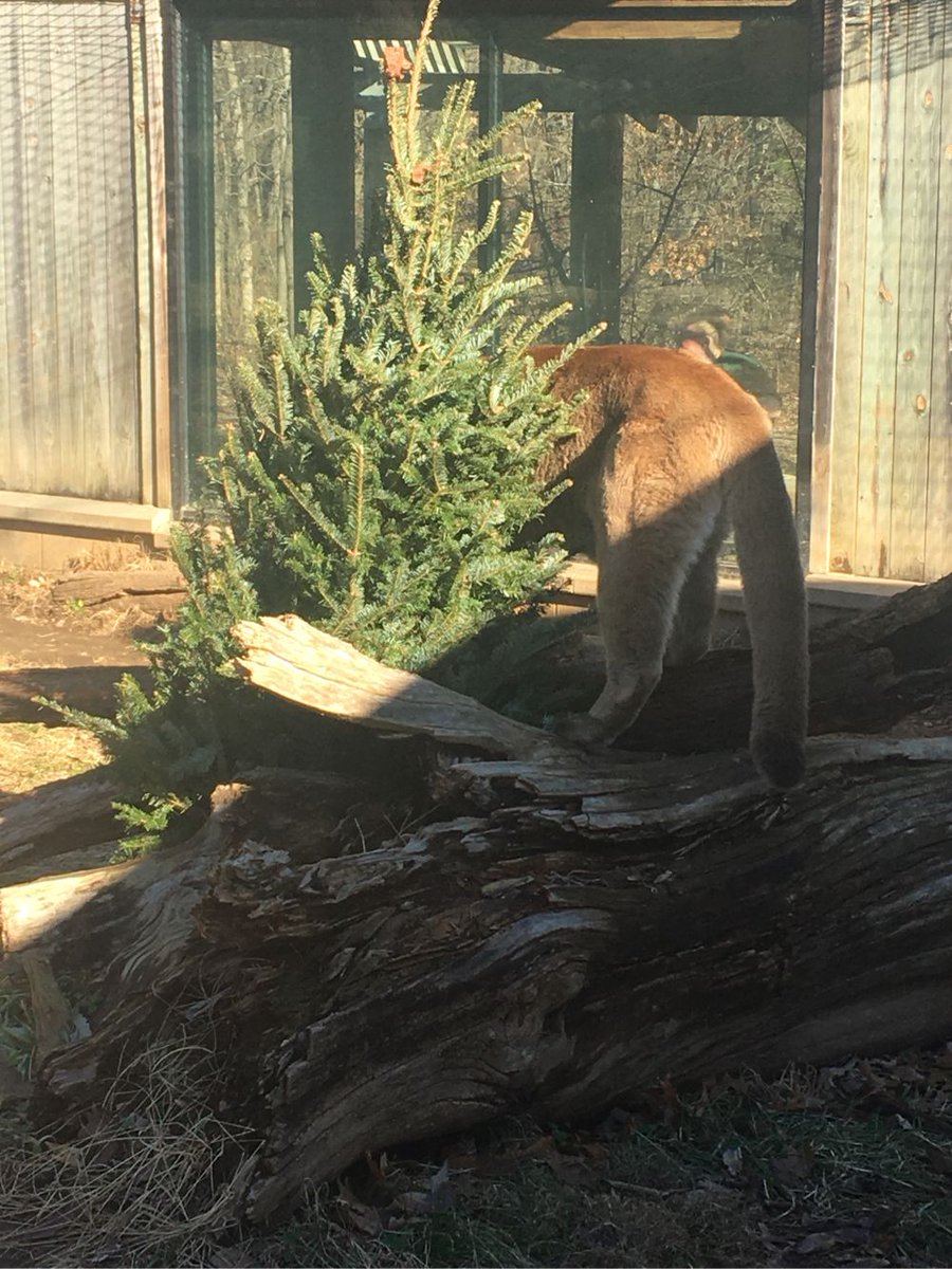 dpzoo's tweet photo. It’s hard to keep a cat out of a Christmas tree. #MeatballOrnaments #HolidayFeasts https://t.co/Y6vXisRe3K