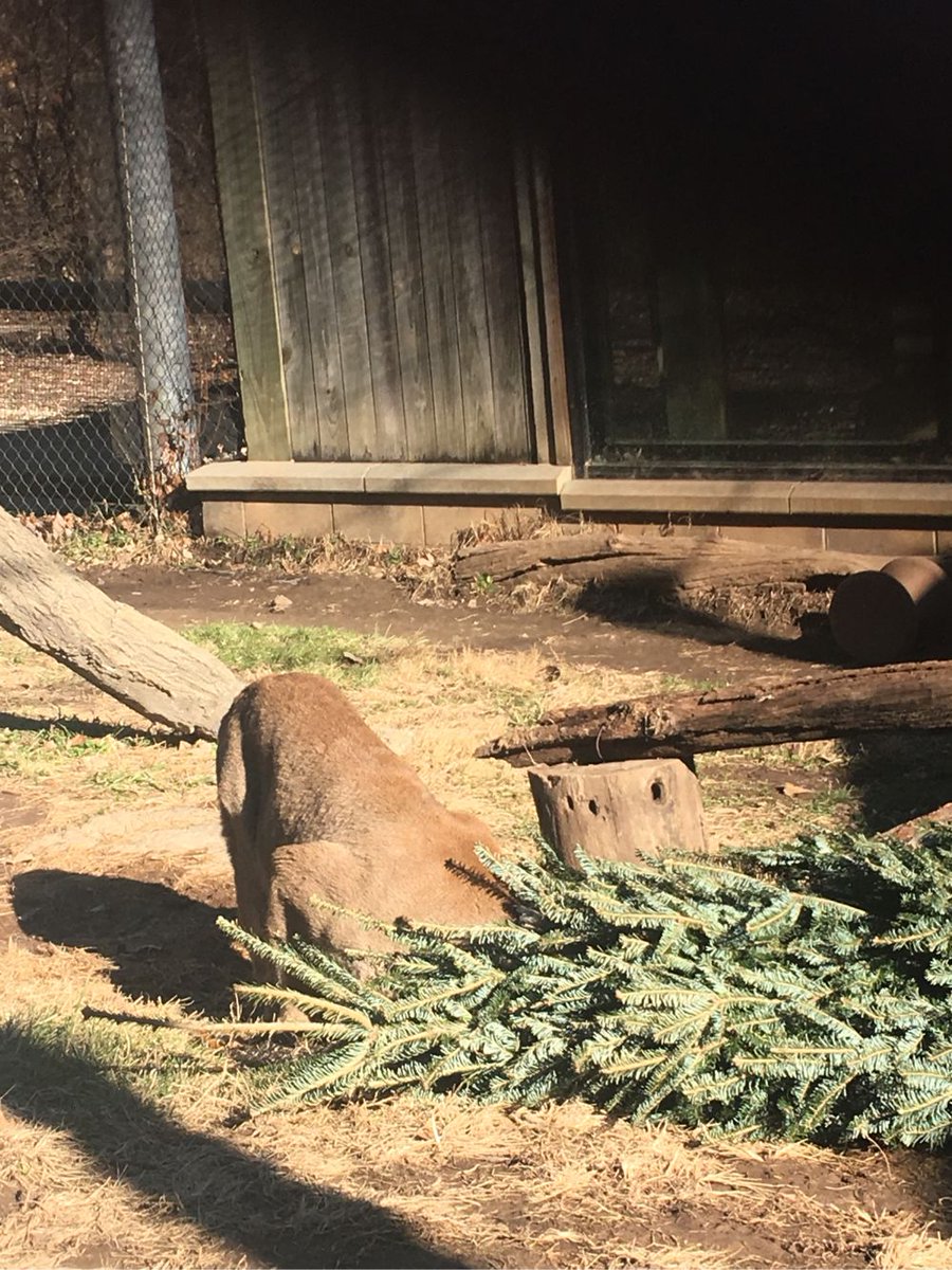dpzoo's tweet photo. It’s hard to keep a cat out of a Christmas tree. #MeatballOrnaments #HolidayFeasts https://t.co/Y6vXisRe3K