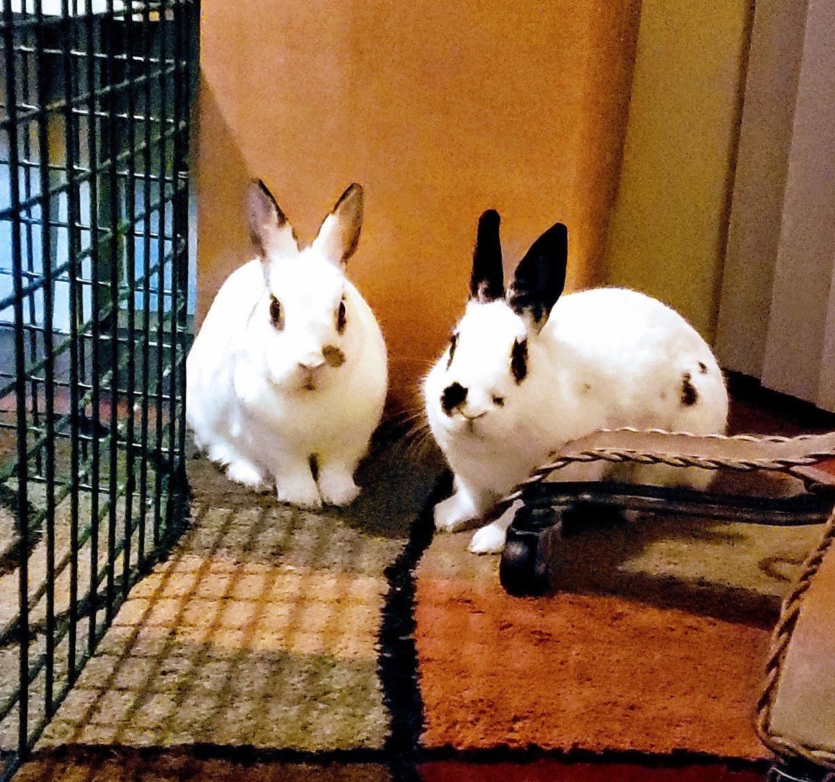 MiniAppl3's tweet image. Btw, I am fostering a bun bun. Can you tell which one is Kitty? Should I adopt her?