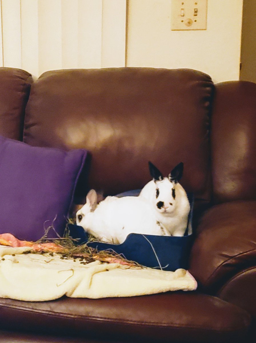 MiniAppl3's tweet image. Btw, I am fostering a bun bun. Can you tell which one is Kitty? Should I adopt her?