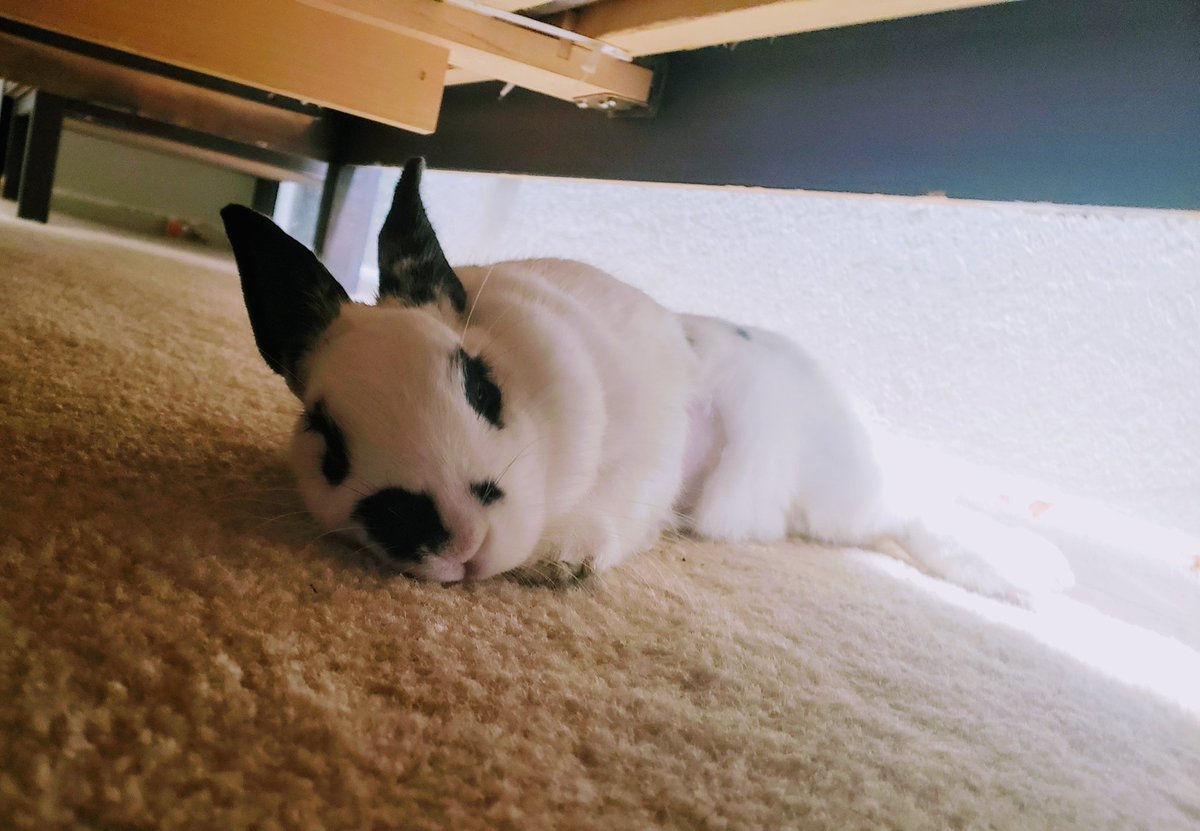 MiniAppl3's tweet image. Btw, I am fostering a bun bun. Can you tell which one is Kitty? Should I adopt her?