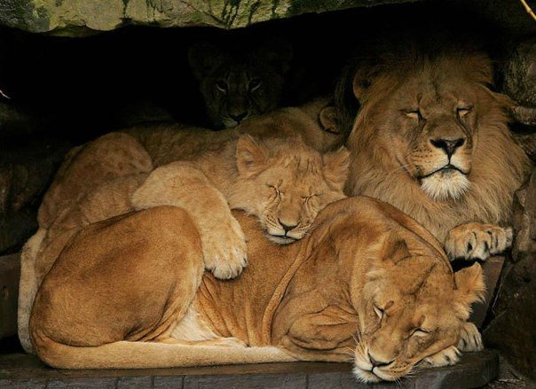 A lion sleep during the day. Лев и львицы Прайд. Львиная семья. Семья Львов. Лев и Львенок.
