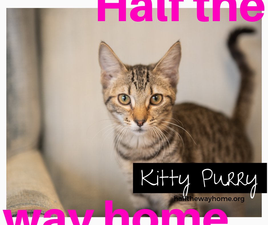 halfthewayhome's tweet photo. Stop by #HTWH pet adoption centers to see our cute cats waiting for forever love—a forever home! 😺💕🏡
Petco East Cobb, Milton + Petsmart Austell!
Apply online🐾https://t.co/Cg3kQncIeR
#cat #RT #news #CatsOfTwitter #Atlanta #TuesdayThoughts #TuesdayMotivation https://t.co/VNUAxVB6qA