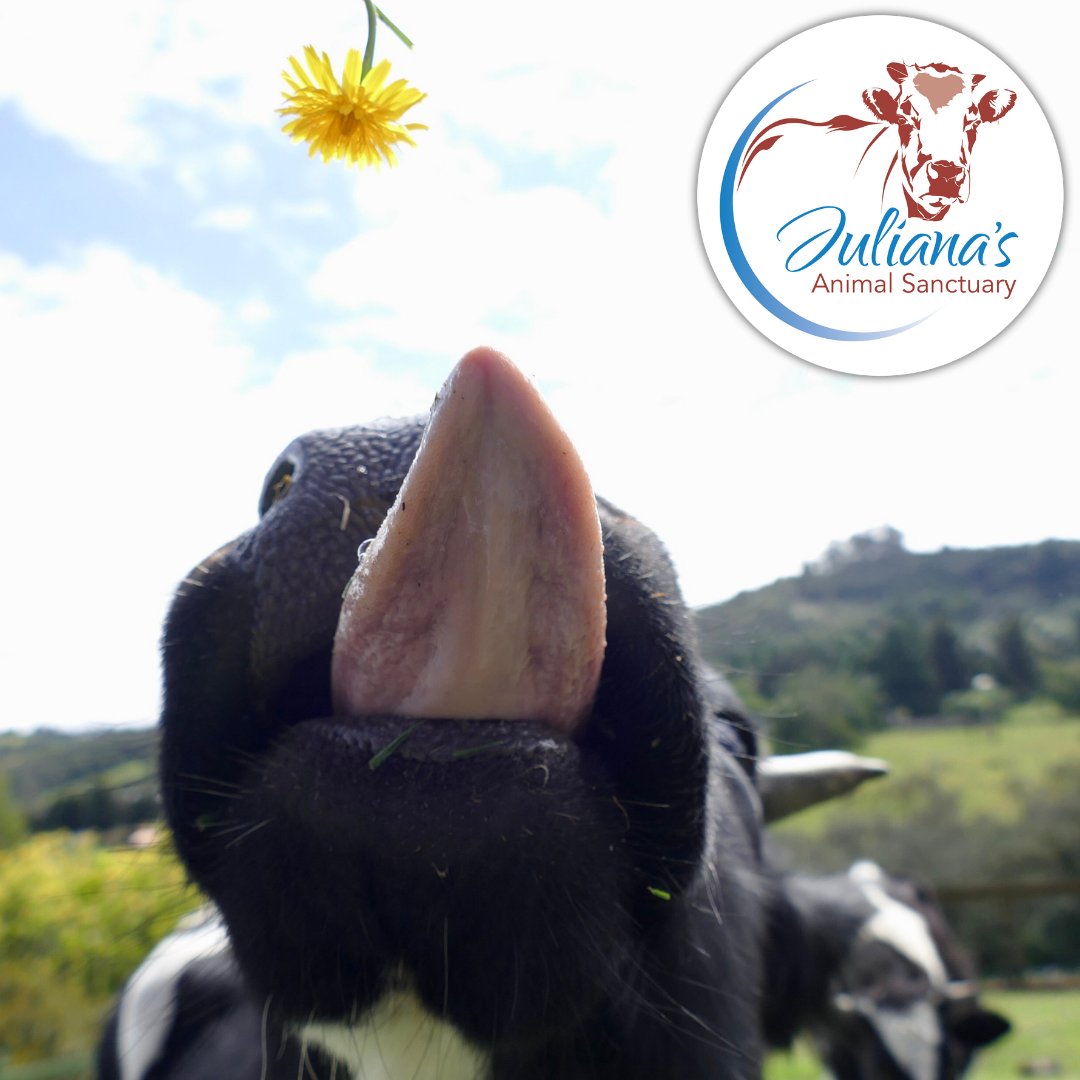 julianasfarm's tweet photo. Happy #TongueOutTuesday! Sundara loves her flowers.
SUBSCRIBE to our Newsletter: https://t.co/wHN5tGq3qy
#cowsarefriendsnotfood #CowsMilkIsForBabyCows #cowsgomoo #cowsarecool #cowsarecute #cowshow #cowslips #cowsfordays #cowslick #cowsaremyfriends #cows #animalsanctuary https://t.co/mXpnB3WZpm
