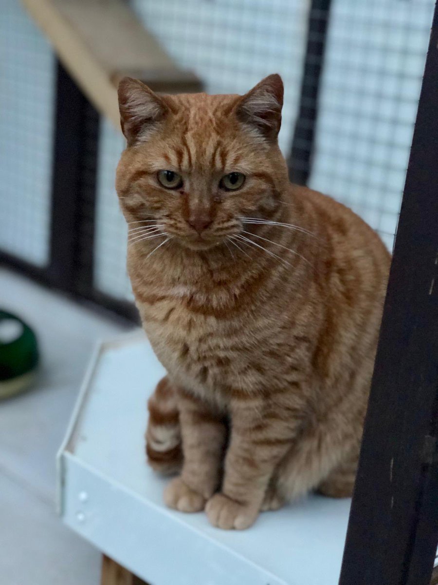 Two lap warmers still needing a 🏠4 Catmus🎄🎅🏻Malina is so playful and Ravi just wants to be cuddled. They both purr non stop and love human interaction. Sadly they need 2B only cats as they have a few health issues. Call Sharon on 07935 727787 #TunaTuesday #CatsofTwitter