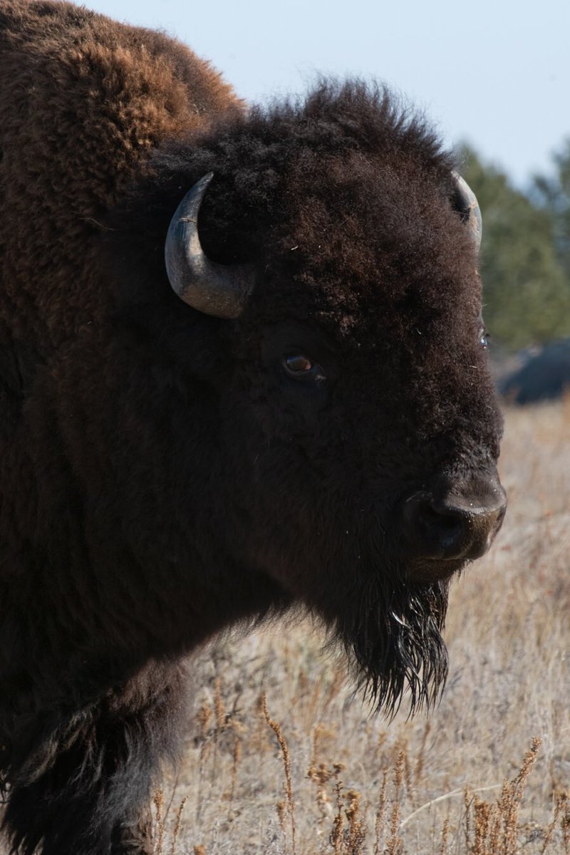 _Iron_Raven's tweet photo. That 1000 yard stare I give when someone tries to explain something before my first cup of coffee. #ironravenphoto #mattbaars #nature #NaturePhotography #wildlife #wildlifephotography #buffalo #wyoming #newbusiness #followme https://t.co/6BeCPDtY2g