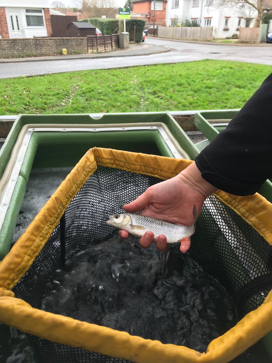 JoeFishingEA's tweet photo. It’s cold and wet but check these beauties out! Lovely chub from @FishFarmEA that are going into river mole by Gatwick following a pollution incident. https://t.co/k7EDyT3JLT