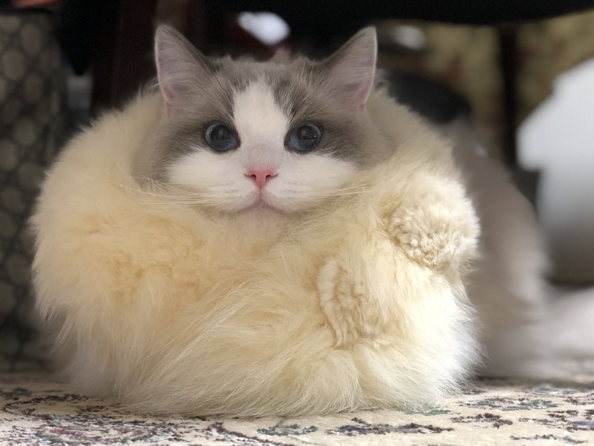 モフモフな猫さんがファーを装備して最高潮のモフに達したご様子がかわいい そしてこのドヤ顔である Togetter