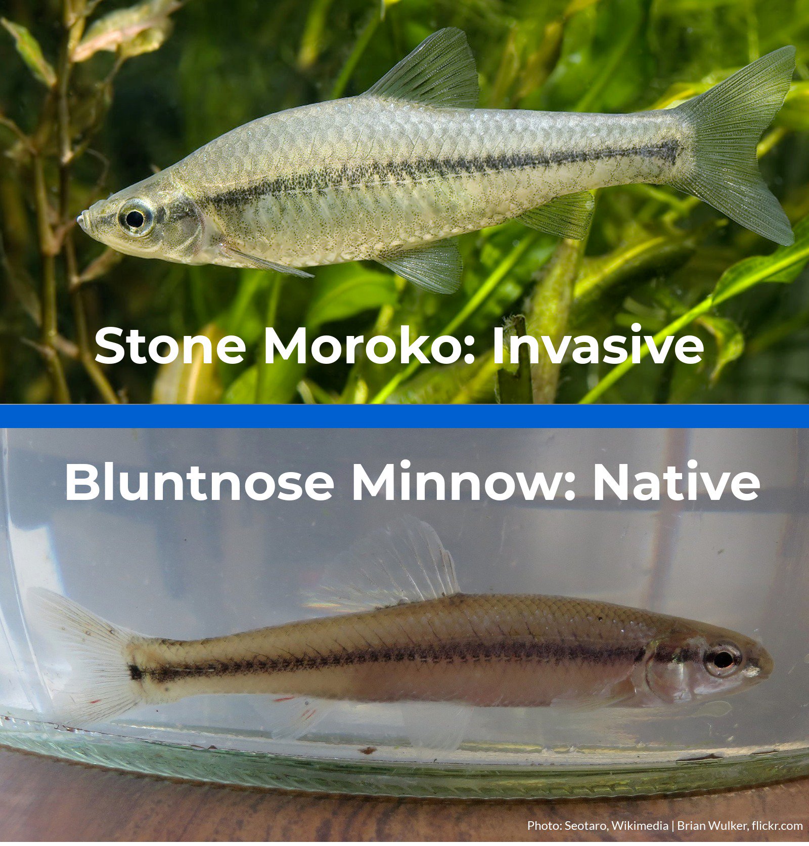 Invading Species on X: Some invasive fish, like the stone moroko, can be  very hard to tell from some minnow species that you may be using as baitfish.  To avoid unintentionally introducing