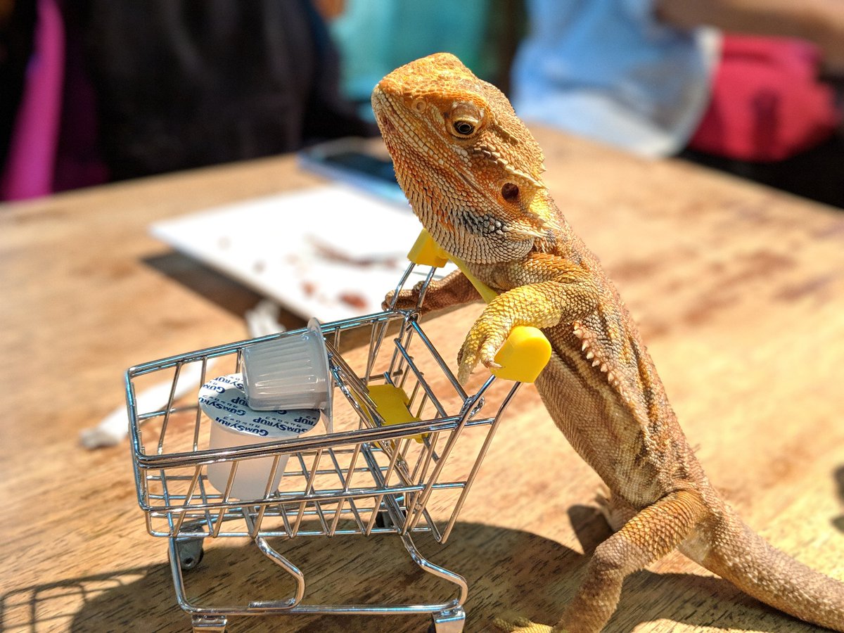 Chan Mai V Twitter またまたアゲインさんに遊びに行ってきました フトアゴちゃんもお買い物ごっこが出来る事を発見 可愛いなぁ 爬虫類市場も楽しみですね フトアゴヒゲトカゲ 爬虫類好きと繋がりたい 爬虫類カフェ