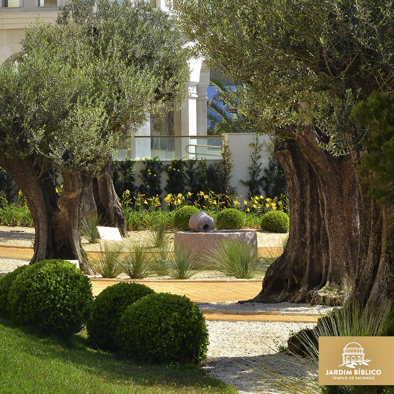 IgrejaUniversal's tweet photo. Passear pelo jardim das oliveiras centenárias é como caminhar pelo Monte das Oliveiras em Jerusalém. Que tal viver essa experiência no Jardim Bíblico do Templo de Salomão?

Agende a sua visita pelo telefone: 11 3573-3535 ou pelo e-mail: passeio@jardimbiblico.com https://t.co/8UUyNsHEyz