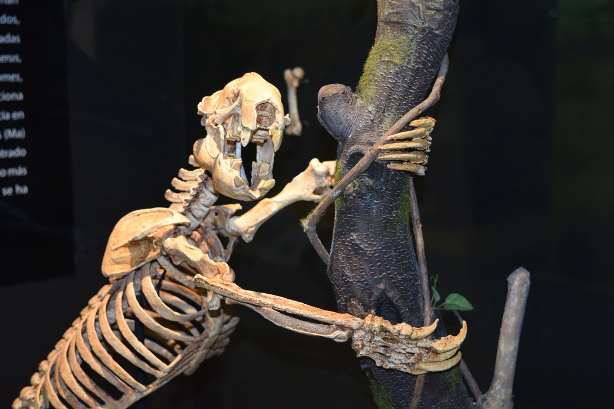 docsloth's tweet image. Day 1 of #7DaysOfSlothmas: Reconstruction of Acratocnus ye in the Museo Nacional de Historia Natural in Santo Domingo, #DominicanRepublic.