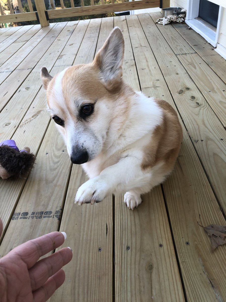 MsEmmaDaCorgi's tweet photo. Happy Birthday Sweet Miss Emma!  11 years young today 💕💖💕 #corgicommunity #birthdaygirl #letseatcake https://t.co/y0HHWaSaZ7