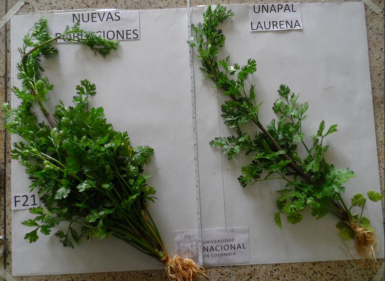 UN_DIPAL's tweet photo. #NotaUN Mejoramiento genético multiplica producción en hojas de cilantro. 

➡️ Lea la nota completa en: https://t.co/8DAp6rWKcP

#InvestigaciónUN #CienciaUN #InnovaciónUN #UNPalmira https://t.co/dhobROdTWR
