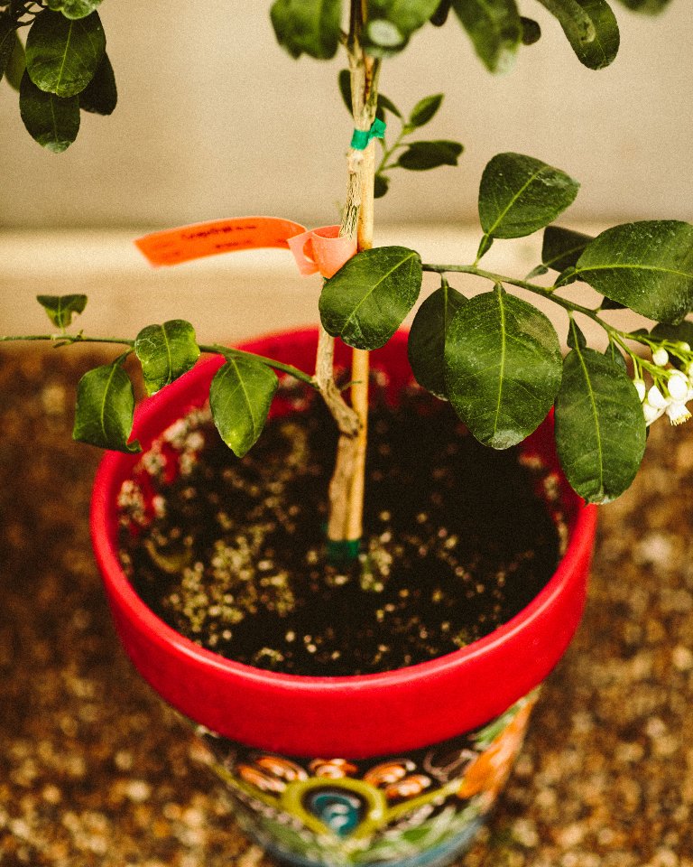 uscitrus's tweet photo. You can grow even the giant grapefruit tree in a small pot. Just prune it to the size you want! Fruit is the star, but leaves are the support system which provide energy for fruit to grow and develop necessary taste characteristics!
#riored #grapefruit #indoorgardening https://t.co/9y2dabmoFH