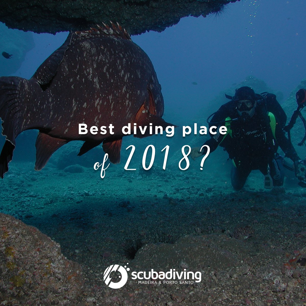 ScubaDivingM's tweet photo. Share with us some of your diving memories of this year! Where was your favorite place to dive?

#ScubaDiving #ScubaLife https://t.co/DUDRg2vYRK