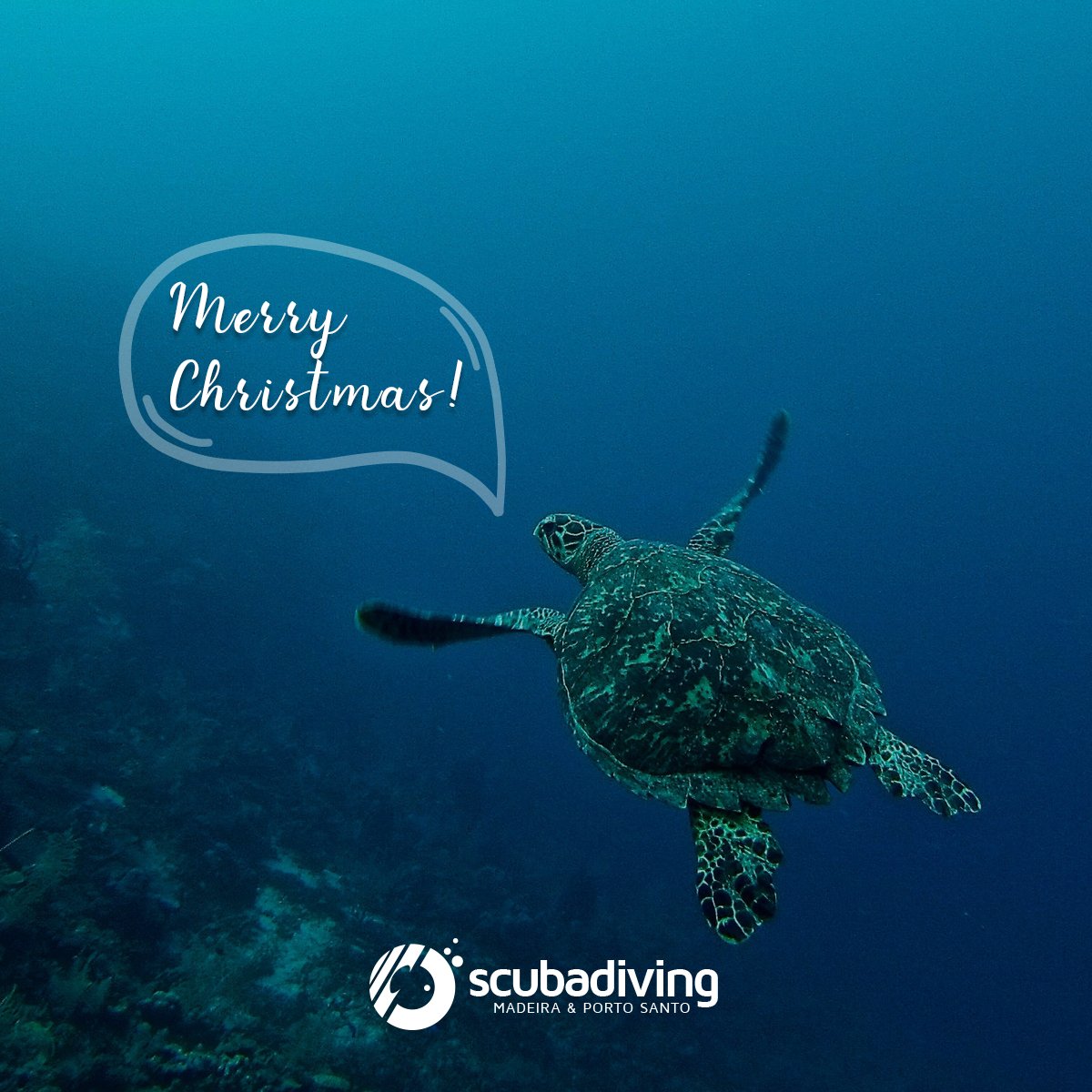 ScubaDivingM's tweet photo. We wish our followers a great Christmas next to those you love the most!

#ScubaDiving #Christmas #MerryChristmas https://t.co/pDf3pHQkyp
