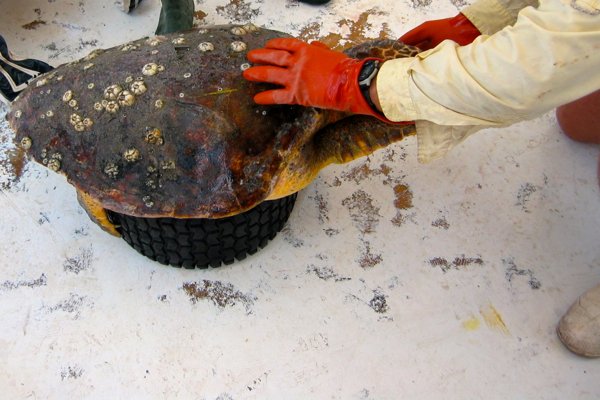LafeberVet's tweet image. Cold-stunned #turtles flown from New England to Florida Keys #turtle #chelonians #reptiles strib.mn/2EfGETl