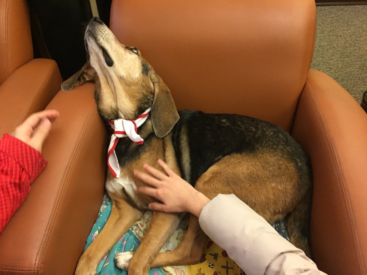 GersteinLibrary's tweet photo. Bella loves her tummy rubs!  Pop in for one last pat of Bella’s head before you tackle your next exam! Today is her last visit of the term, 11:30-1
.
.
.
#uoftlibraries #therapydog #therapydogs #examseason #uoftears #exploreuoft #discoveruoft #joyatuoft #librariesofinstagram https://t.co/1YJyZ1kEaA