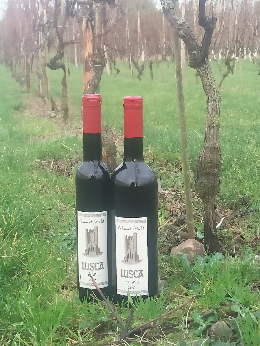 How about a gift of Ireland's only available wine (ie. grape wine) for Christmas? 

While our Dublin vineyard enters it's winter sleep, we have just released our 2016 vintage, available in full and half bottles. Drinking deliciously now, but still improving. #IrishWine #Lusca