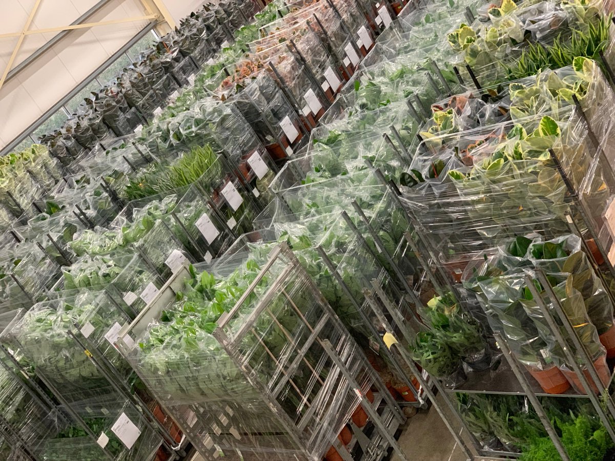 JHeijnenPotpl's tweet photo. De kerstbomen zullen spoedig uit de tuincentra-schappen verdwijnen gezien de drukte deze dagen. OW kamerplant, OW kamerplant.... #kerstboomeruit #kamerplanterin https://t.co/aLUwsrsJcb