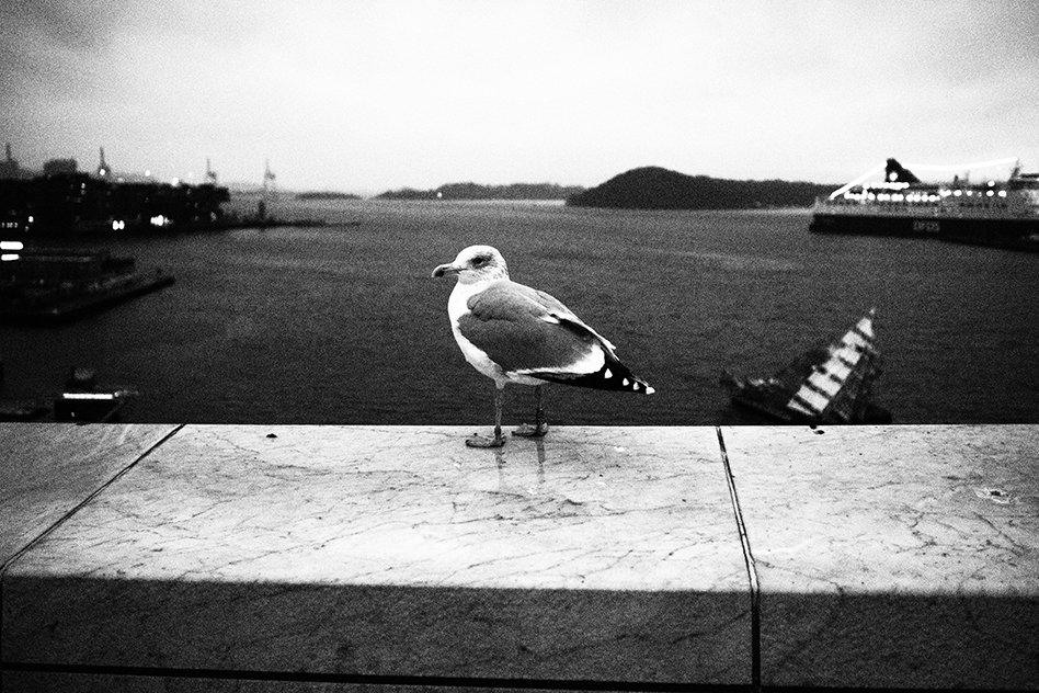 stafmagazine's tweet photo. En la zotea de la Opera de Oslo
#visitoslo #visitnorway @VisitOSLO @visitnorway @esolympus #norway #oslo #oslophoto #norwayphoto #operaoslo #streetphotography #birds #birdsphoto https://t.co/gwzLgTnfgP