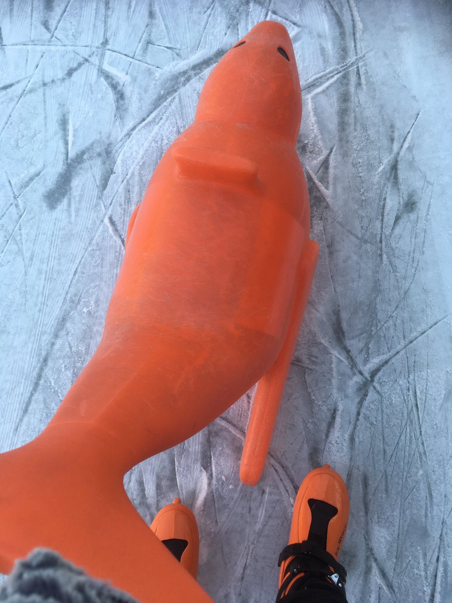 diggerandmojo's tweet image. Though to be truthful I couldn’t have done it without this little (plastic Seal) guy.....!