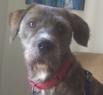 GoLocalWorc's tweet image. 10 Great Pets in Need of Loving Homes - December 18, 2018 golocalworcester.com/lifestyle/10-g…