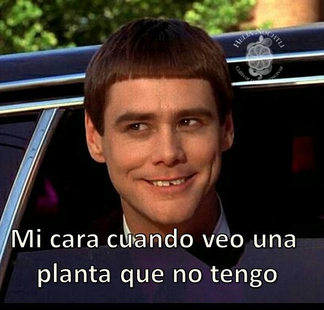 HeliaNochtli's tweet image. ¡Ven por el cactus o suculenta que le falta a tu colección! @Libreliebremx