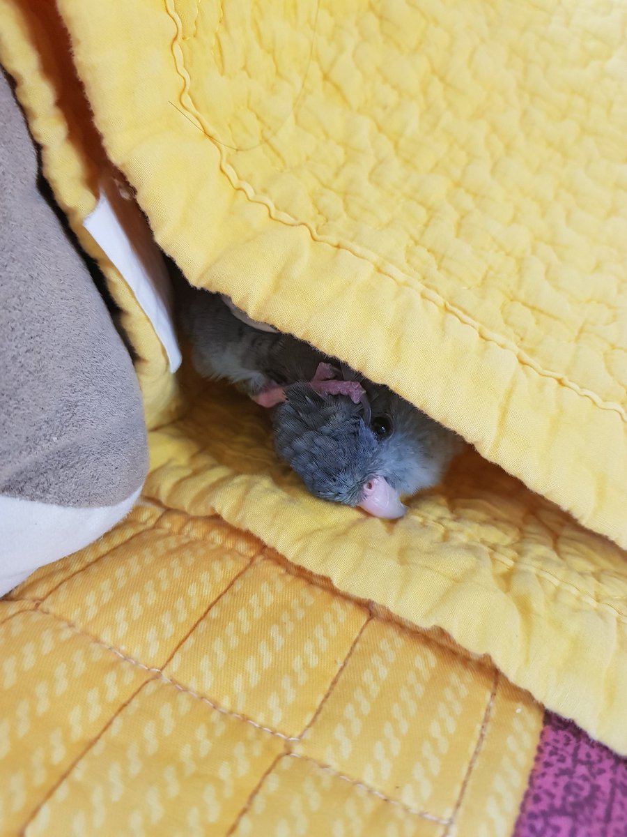 사자나미는 꽤 발을잘쓰고 발쓰는 앵무라면 인텔리한 느낌이긴하지만 
막내: 큰 해바라기씨를 쥔다
듬직이: 발톱깎기를 뺏어간다
꽃분이: 발고락을 세밀하게 움직여 머리를 긁적인다
가 주 용무라서 인텔리와는 굉장히 거리감이있네요